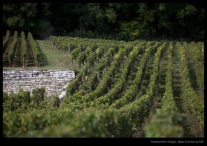 The vineyards of Henri Gouges