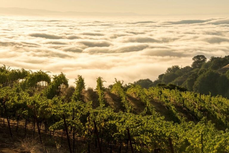Monte Bello Vineyard