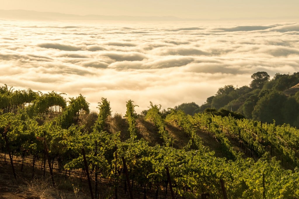 Monte Bello Vineyard
