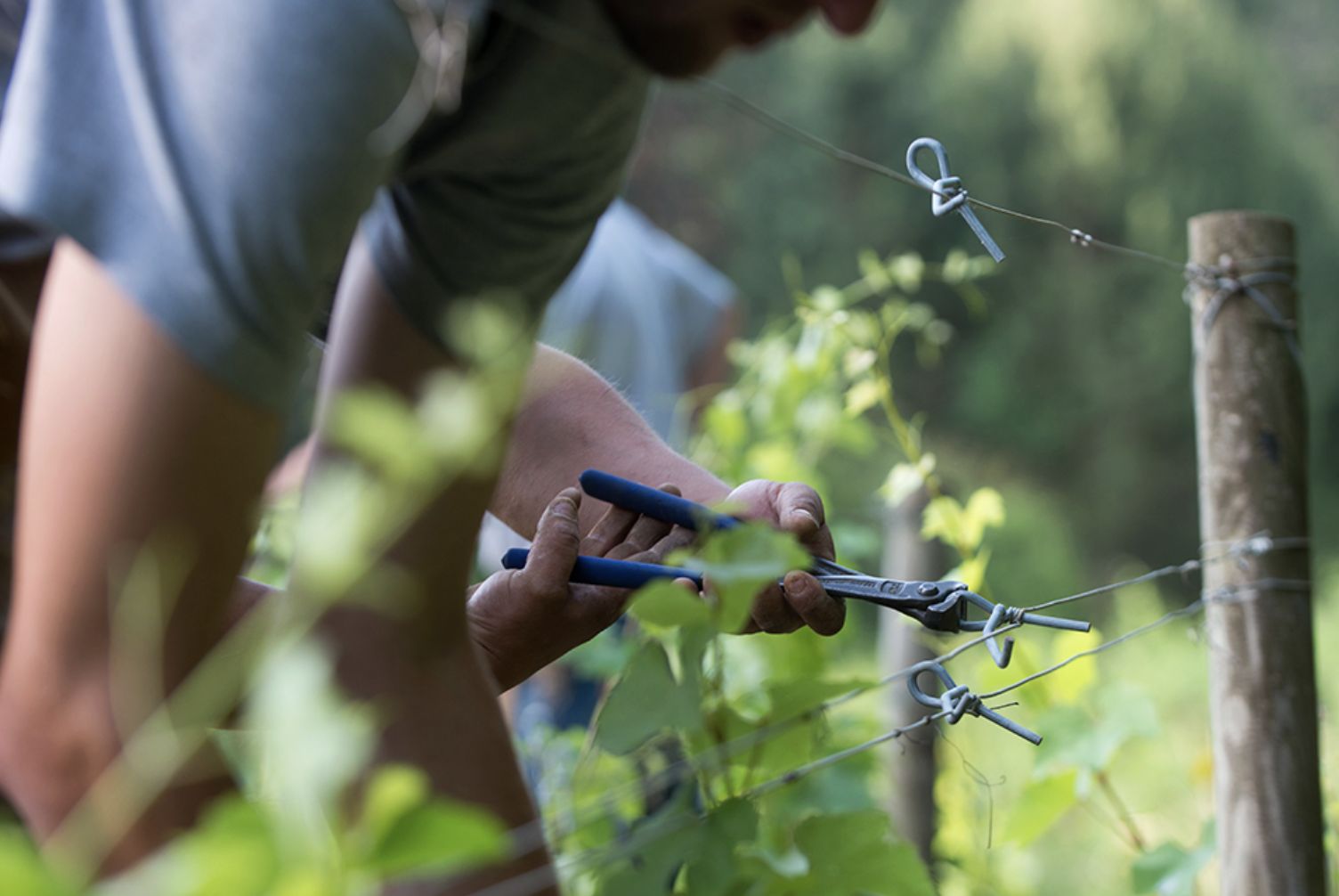 Burgundy Vineyard