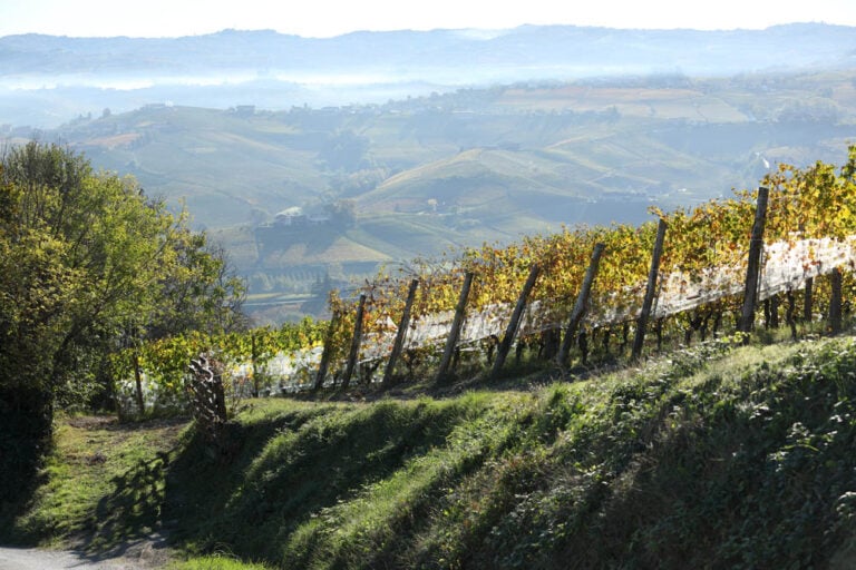 Brunate Vineyard