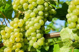 White wine grapes