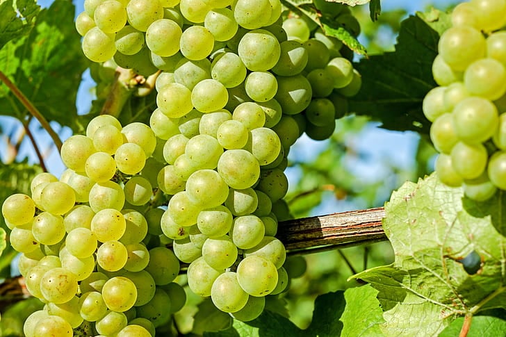 White wine grapes