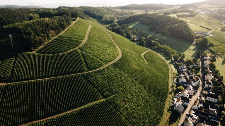 Karthäuserhofberg Vineyard