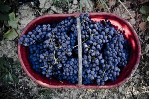 Barbera