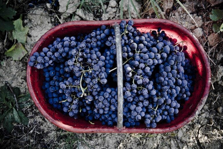 Barbera